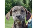 Adopt Selena a Brindle - with White Labrador Retriever / Boxer / Mixed dog in