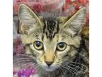 Adopt Spork a Brown Tabby Domestic Shorthair / Mixed (short coat) cat in