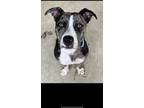 Adopt Rudo a Brindle - with White American Pit Bull Terrier / Australian Cattle