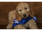Adopt Griffin a Tan/Yellow/Fawn Poodle (Standard) / Mixed dog in Homer Glen