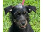 Adopt Kojack a Black - with Tan, Yellow or Fawn Terrier (Unknown Type