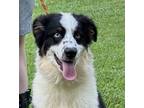 Adopt King a Black - with White Border Collie / Australian Shepherd / Mixed dog