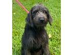 Adopt Saber a Black - with Gray or Silver Terrier (Unknown Type