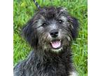 Adopt Cora a Black - with Tan, Yellow or Fawn Terrier (Unknown Type
