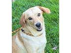 Adopt Coconut a White - with Tan, Yellow or Fawn Retriever (Unknown Type) /