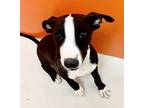 Adopt Trixie Dixie Chick 55890 a Black - with White Hound (Unknown Type) /