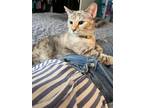 Adopt Gypsy a Tortoiseshell Domestic Shorthair / Mixed (short coat) cat in
