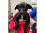 Adopt Amory a Labrador Retriever / Mixed dog in Birmingham, AL (39043724)