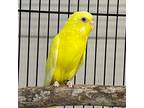 Adopt Lemon & Sprite a Yellow Parakeet - Other bird in Burlingame, CA (39033935)