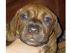 Adopt Penny Disney Litter a Australian Kelpie / Mountain Cur dog in Acworth