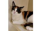 Adopt Peach a Calico or Dilute Calico Calico / Mixed (short coat) cat in