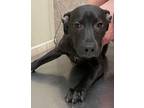 Adopt Abram a Labrador Retriever / Mixed dog in Birmingham, AL (39007614)