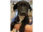 Adopt Aspen a Pit Bull Terrier / Mixed dog in Birmingham, AL (38958111)