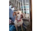 Adopt Winnie a American Pit Bull Terrier / Labrador Retriever / Mixed dog in new