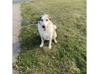 Adopt Mya a White - with Tan, Yellow or Fawn Great Pyrenees / Mixed dog in