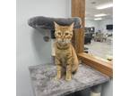 Adopt Helen a Orange or Red Domestic Shorthair / Mixed cat in Crookston