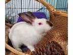 Adopt Mailbox a Californian / Mixed rabbit in Oceanside, CA (39060864)