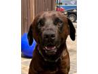 Adopt Chubbs a Chesapeake Bay Retriever, Retriever