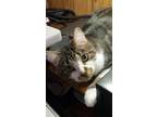 Adopt Cherry a Domestic Shorthair / Mixed cat in Sudbury, ON (39034373)