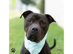 Adopt Bubble Gum, Bubble Gum In a Dish a American Pit Bull Terrier / Mixed dog