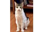 Adopt Clover a Domestic Shorthair / Mixed (short coat) cat in Grand Junction