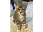 Adopt Sparrow a Domestic Shorthair / Mixed (short coat) cat in Grand Junction