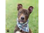 Adopt Chibbs a American Pit Bull Terrier / Mixed dog in Richmond, VA (39050032)