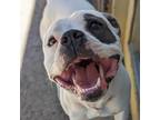 Adopt Titan a Pit Bull Terrier