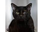 Adopt Ginkgo a Domestic Shorthair / Mixed cat in Richmond, VA (39056211)