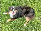 Adopt 0577 Tuffy a Australian Shepherd