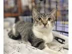 Adopt Fleur Lombard a Gray or Blue (Mostly) Domestic Shorthair / Mixed (short