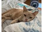Adopt Themba a Cream or Ivory Domestic Shorthair / Mixed (short coat) cat in