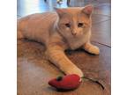 Adopt BRONNY a Orange or Red Tabby Domestic Shorthair (short coat) cat in