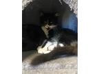 Adopt Harvest a All Black Domestic Mediumhair (medium coat) cat in Boerne