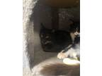 Adopt Twilight a All Black Domestic Shorthair (short coat) cat in Boerne