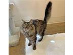 Adopt Kiki a Brown or Chocolate Domestic Longhair / Mixed (long coat) cat in