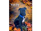 Adopt Blakley a Great Dane / Mixed dog in Bullard, TX (38931732)