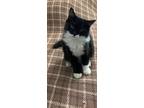 Adopt Mittens a Black & White or Tuxedo Domestic Mediumhair / Mixed (medium