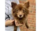 Adopt Jenga a Brown/Chocolate Pomeranian / Mixed dog in Fayetteville