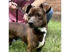 Adopt Colin Howl a Brindle Dachshund / Mixed dog in Fayetteville, GA (39188141)