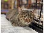 Adopt Betsi DeVries a Brown Tabby Domestic Shorthair / Mixed (short coat) cat in