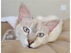 Adopt Slate a Domestic Shorthair / Mixed (short coat) cat in Richardson