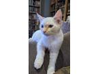 Adopt Dexter a Siamese (long coat) cat in St. Augustine, FL (38920326)