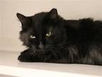 Adopt BB a All Black Domestic Mediumhair / Mixed (medium coat) cat in Denver