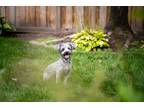 Adopt Sholy a Gray/Blue/Silver/Salt & Pepper Jack Russell Terrier dog in