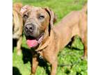 Adopt Raul a Tan/Yellow/Fawn Hound (Unknown Type) / Mastiff / Mixed dog in