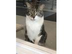 Adopt Dave a White (Mostly) Domestic Mediumhair / Mixed (medium coat) cat in