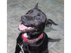 Adopt Bestie Boy a Mixed Breed (Medium) / Mixed dog in Neillsville