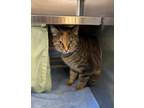 Adopt Bells a Domestic Shorthair / Mixed (short coat) cat in Grand Forks