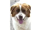 Adopt Taco a White - with Tan, Yellow or Fawn Great Pyrenees / St.
